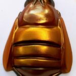 Burnished Bee
