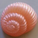 Hermit Crab soap