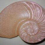 Nautilus shell