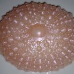 Sea Urchin