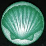 Scallop