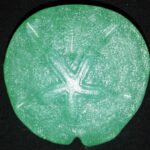 Sand Dollar