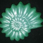 Spiral Shell