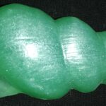Trumpet Shell