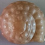 Snail shell